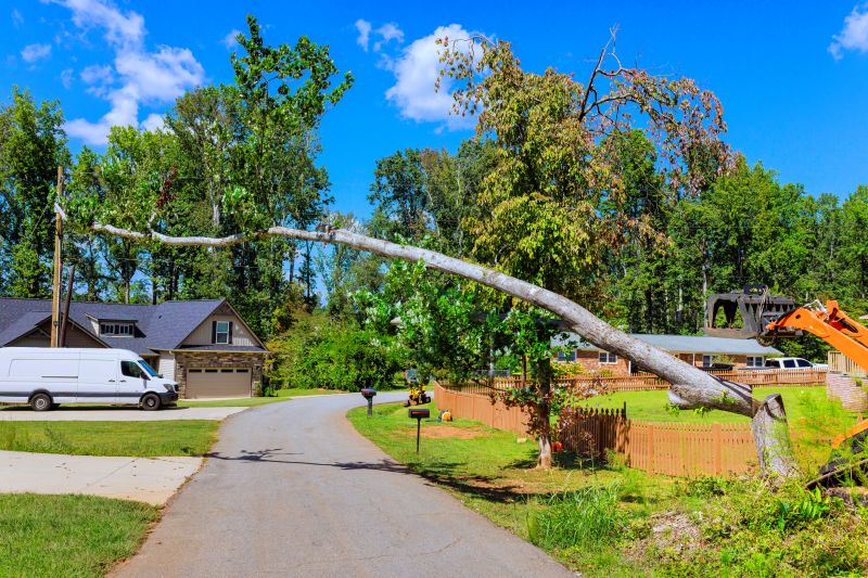 Cost of Tree Removal Service in Rapid City, SD