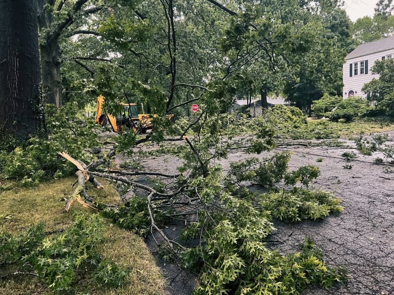 Tree Removal Services Information