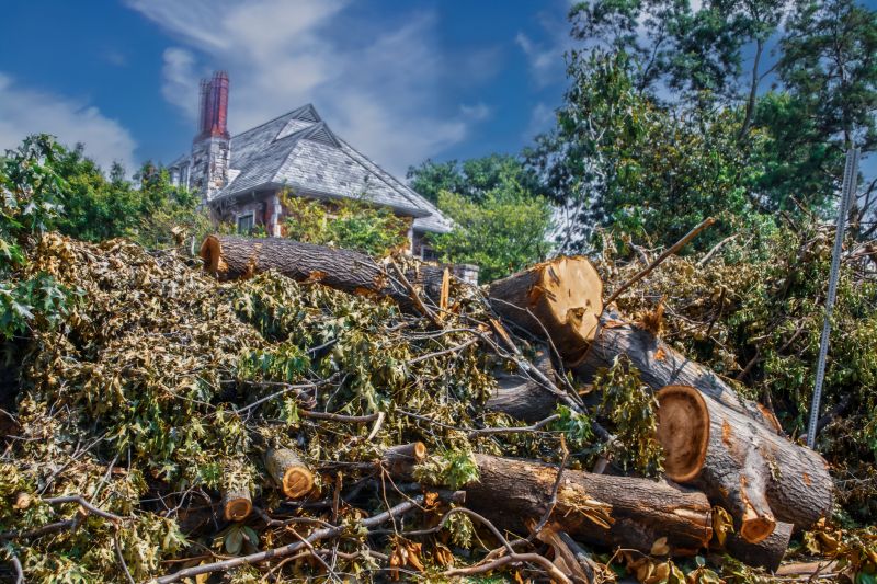 When To Get Tree Removals in Rapid City SD