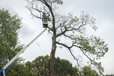 Who Provides Tree Removal Services in Rapid City SD