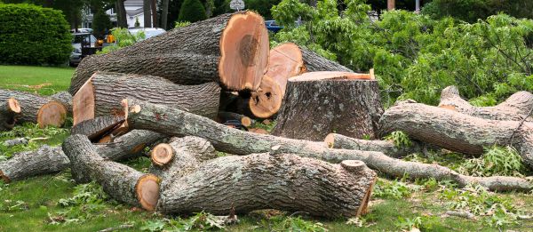 Large Tree Removal in Rapid City