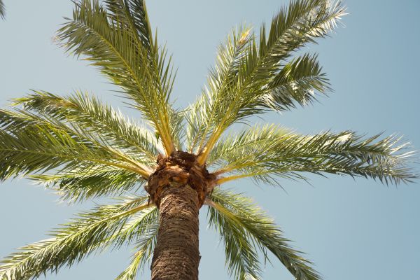 Palm Tree Removal in Rapid City