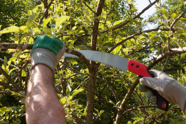 Small Tree Removal in Rapid City