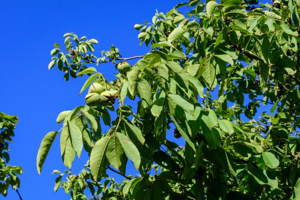 Cost of Walnut Tree Removal in Rapid City