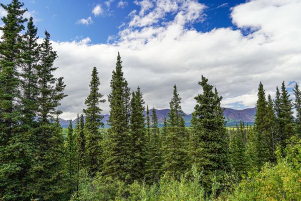 Cost of Spruce Tree Removal in Rapid City