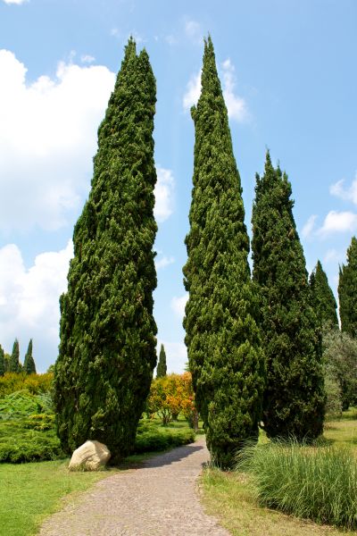 Cost of Cypress Tree Removal in Rapid City