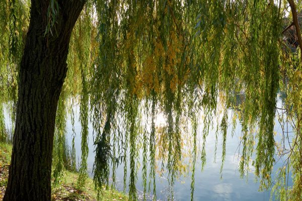 Cost of Willow Tree Removal in Rapid City