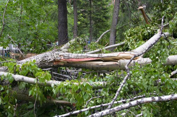 Cost of Birch Tree Removal in Rapid City