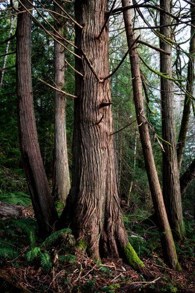 Cost of Cedar Tree Removal in Rapid City