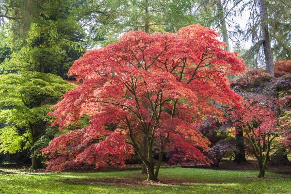 Cost of Maple Tree Removal in Rapid City