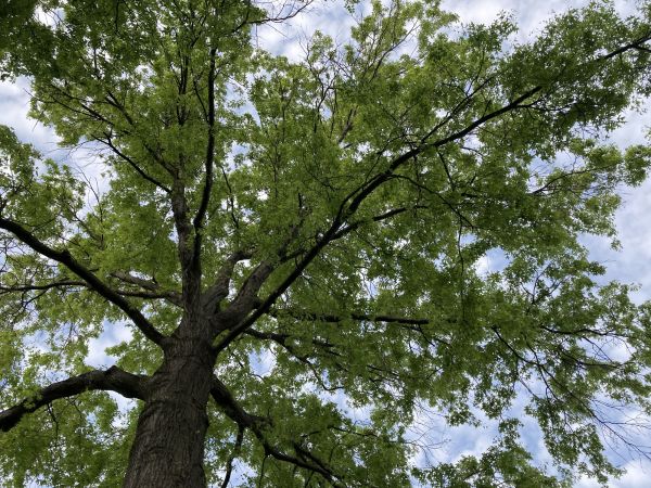 Cost of Oak Tree Removal in Rapid City
