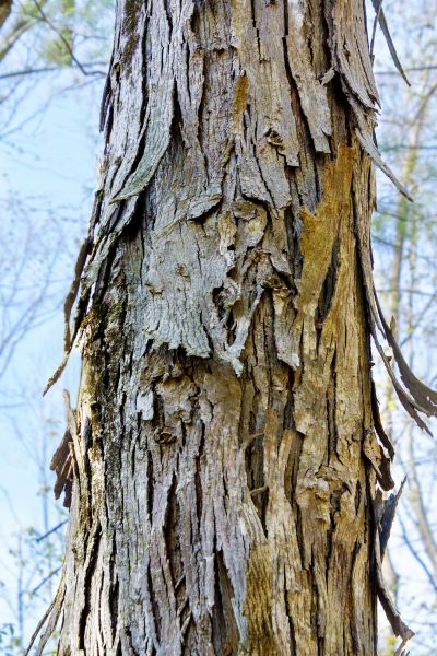 Cost of Hickory Tree Removal in Rapid City