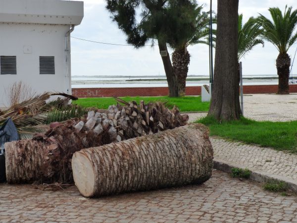 Palm Trees Removal in Rapid City