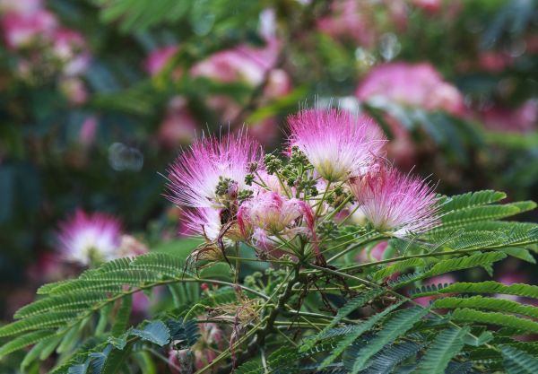 Cost of Mimosa Tree Removal in Rapid City