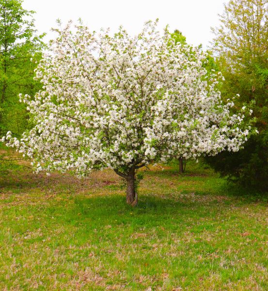 Cost of Dogwood Tree Removal in Rapid City