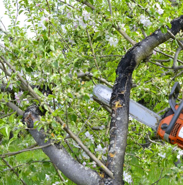 Cost of Apple Tree Removal in Rapid City