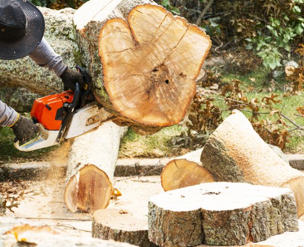 Tree Removal Service in Rapid City