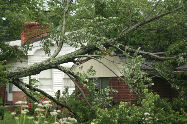 Emergency Tree Removal in Rapid City