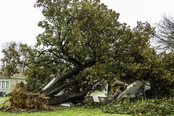 Fallen Tree Removal in Rapid City