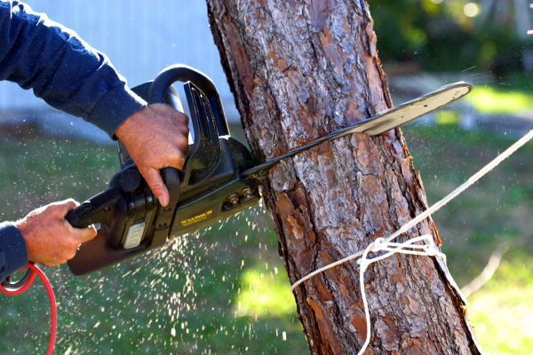 Dead Tree Removal in Rapid City