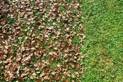 Leaf Removal