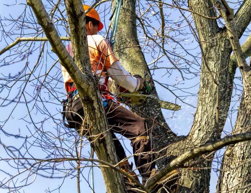 Tree Removal in Commercial Area