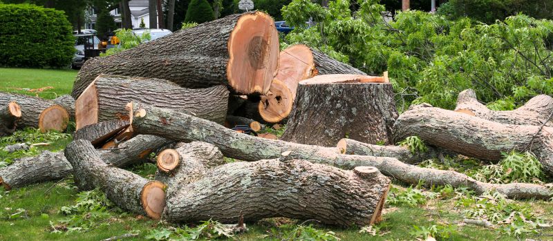 Cleanup After Tree Removal