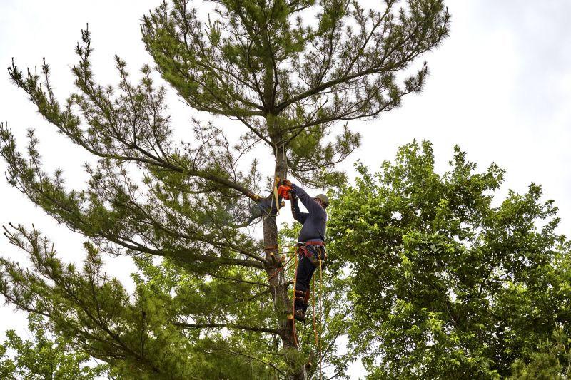 Tree Removal in Progress