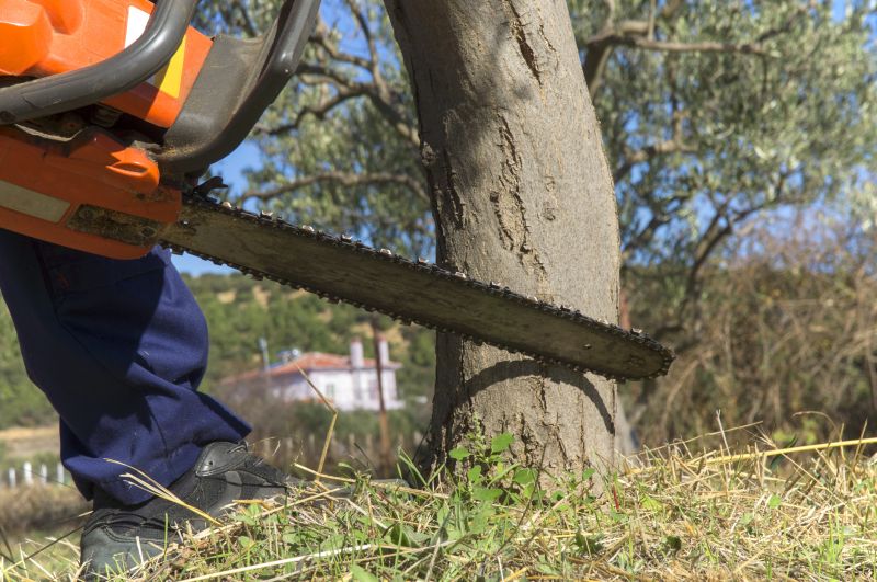 Completed Tree Removal Project