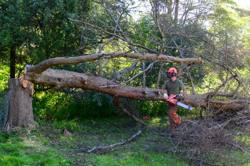 Felled Tree After Removal