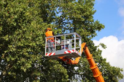 Professional Tree Removal Equipment