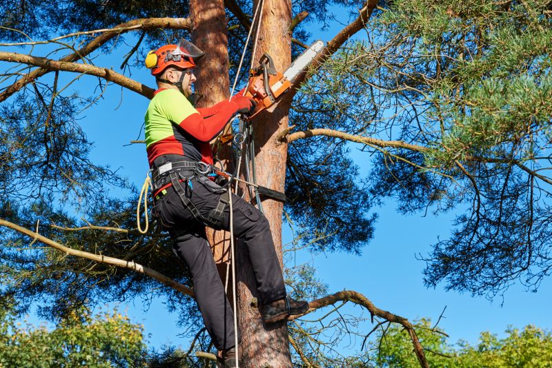 Safety Measures in Tree Removal