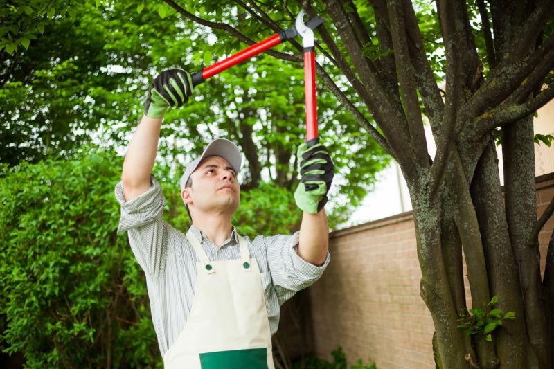 Best Time for Tree Removal