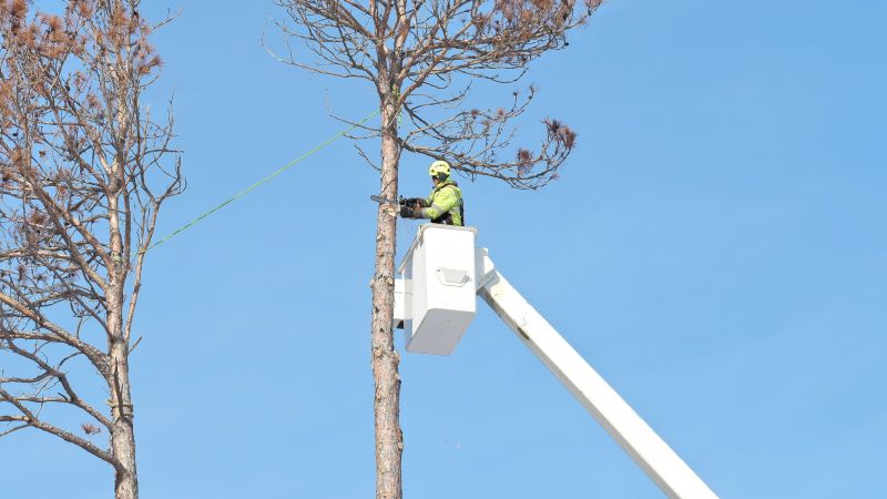 Planning Your Tree Removal